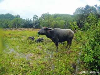 Ketemu kerbau di jalan pulang