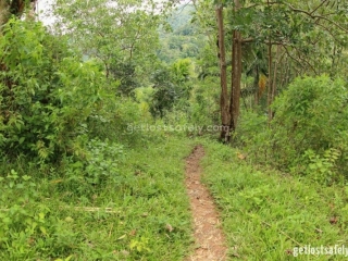 Jalan setapak melewati hutan Mbeliling