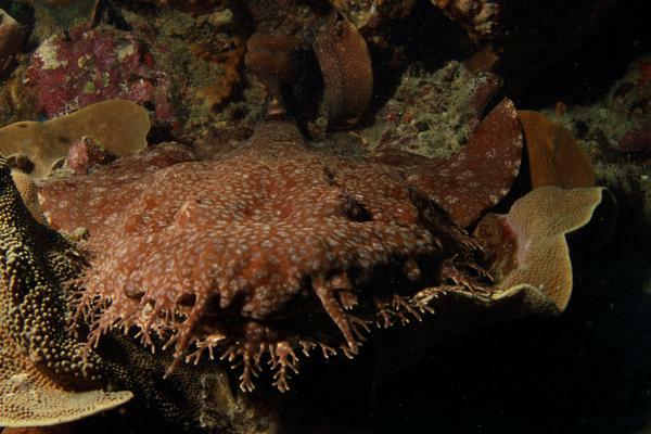 Wobbegong Shark