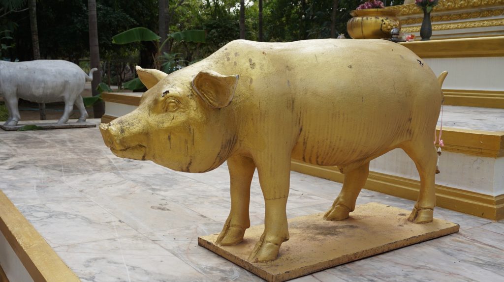 golden-pig