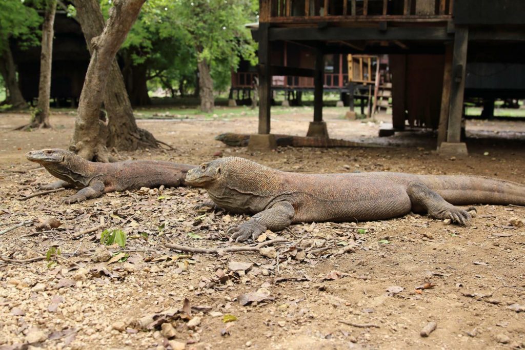 komodo dragon