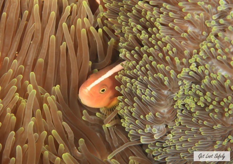 Pink anemonfish