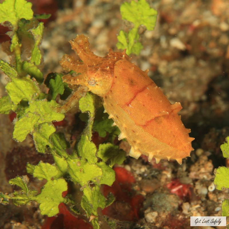 Cuttlefish lembeh