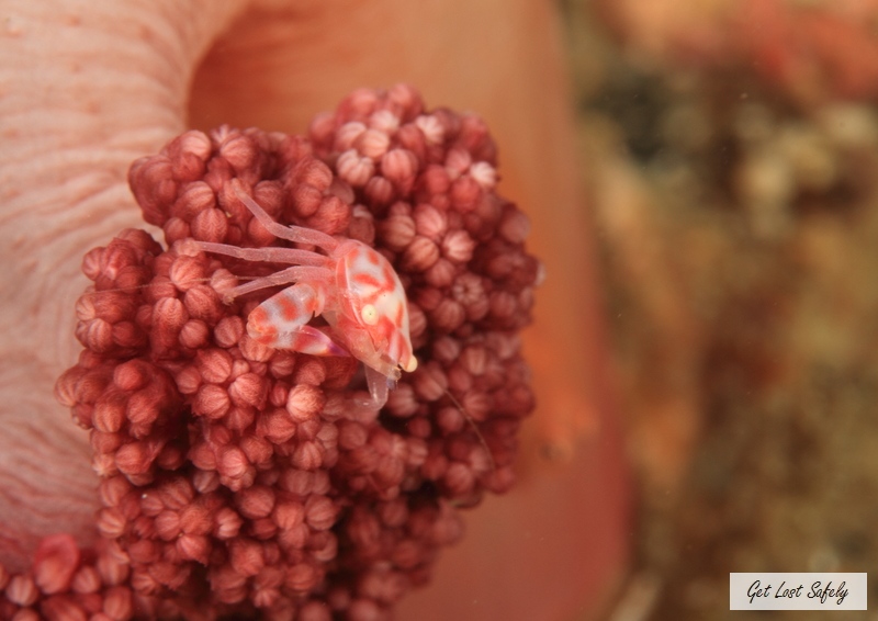 Crab Lembeh