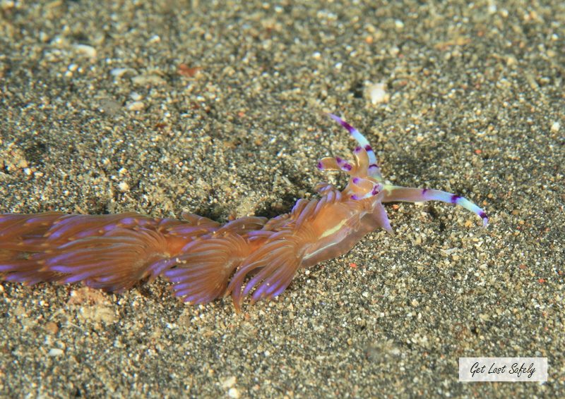 Nudibranch Lembeh