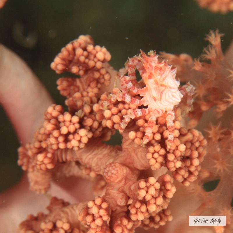 Kepiting Lembeh